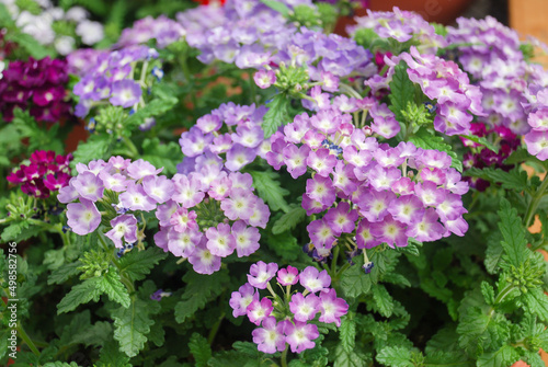 Light purple verbena blooming, pot plants photo