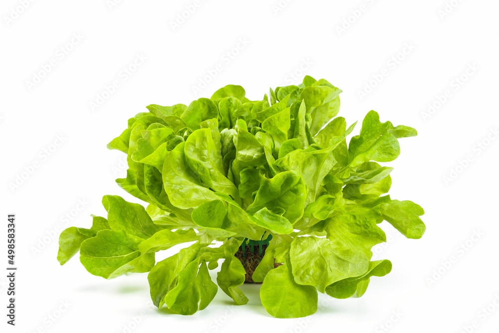 Fresh, green oak lettuce with root isolated on white background Fresh, green oak lettuce with root isolated on white background