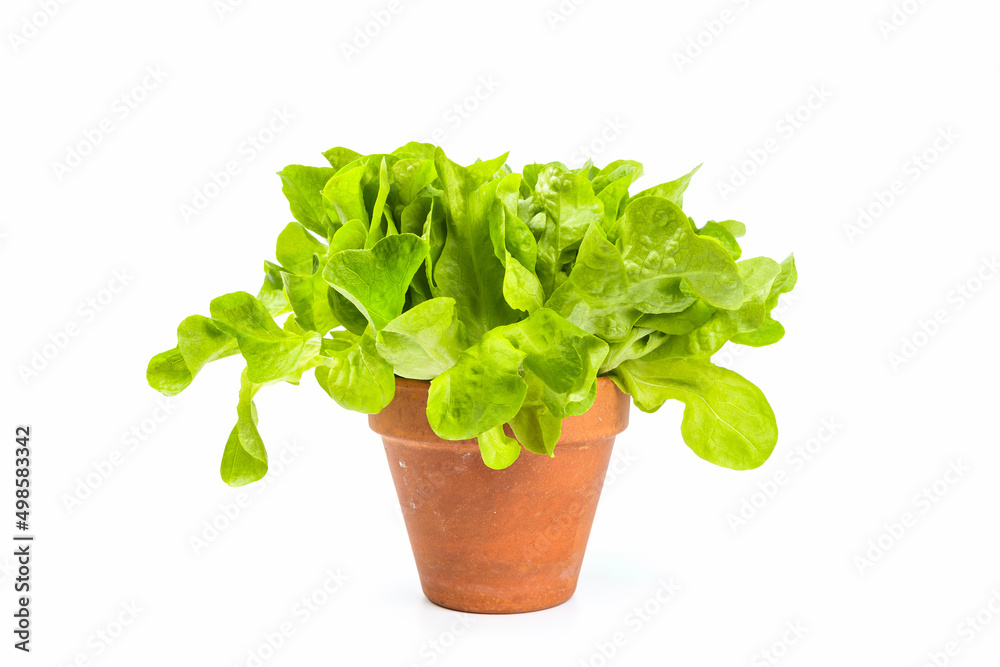 Fresh, green oak lettuce in clay pot isolated on white background Fresh, green oak lettuce in clay pot isolated on white background