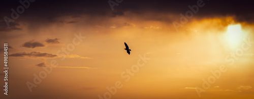 Yellow sunset with flying black bird on the background in Norway photo