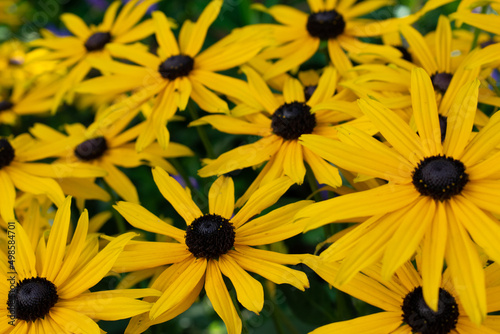 Selective focus shot of yellow black-eyed susan flowers photo
