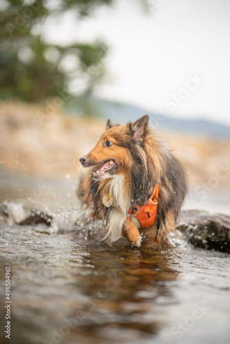 Shetland Sheepdog (Sheltie) Dog playing at the lake in summer.