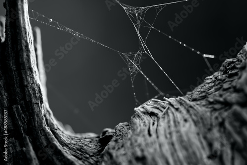 Принти на полотні Greyscale selective focus shot of a spiderweb on a tree