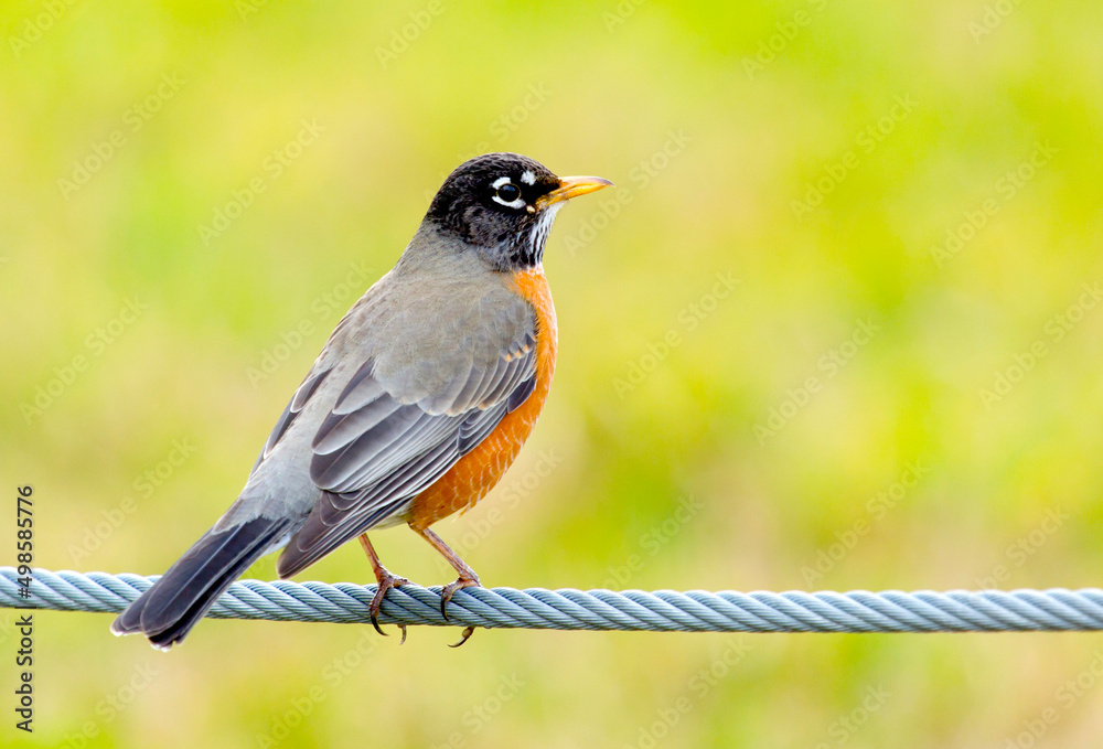 Fototapeta premium Colorful American Robin