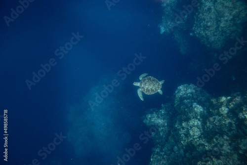 Scenic view of a turtle swimming in the blue waters of the seascape near corals photo