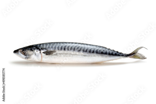 Fresh fish, Mackerel on white