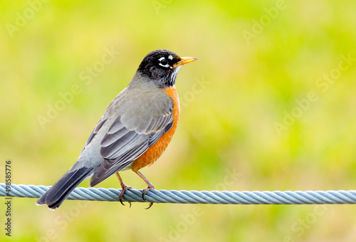 Colorful American Robin 