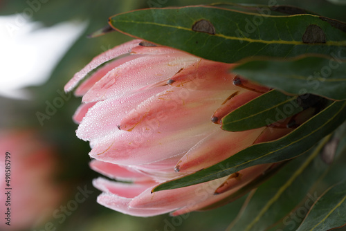 Vertical shot of a Sugarbushes flowering plant with green leaves on a blurred background photo