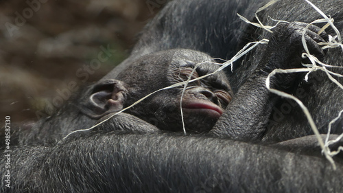 Sleeping cub chimpanzee bonobo (pan paniscus) photo
