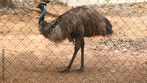 Fotografija Selective focus shot of an Ostrich bird inside a wired mesh enclosure