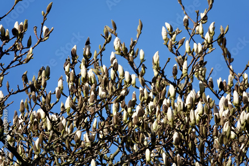 Blooming Magnolia stellata plant against the blue sky photo