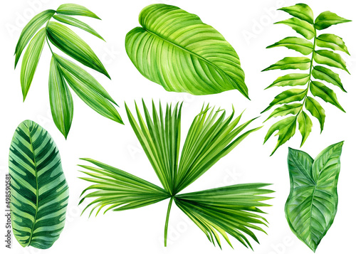 Palm leaves, exotic watercolor plant, paradise nature. flora botanical painting