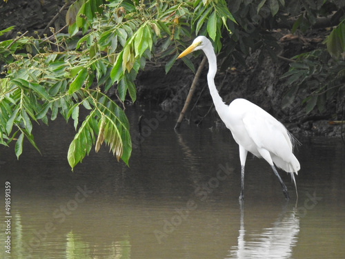 Great Egret H
