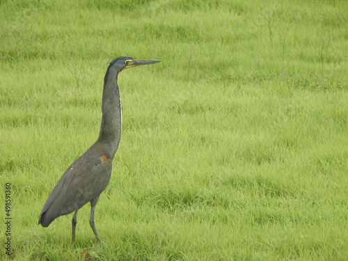 Bare-throated Tiger Heron