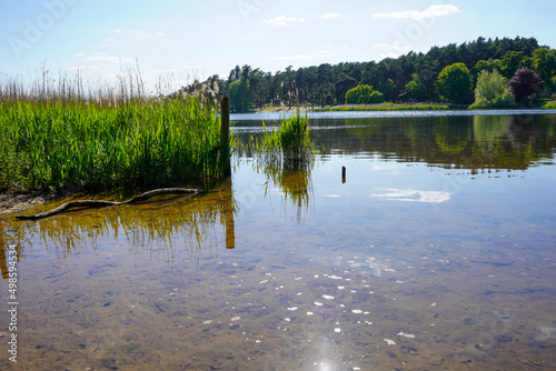 Fototapeta Naklejka Na Ścianę i Meble -  Trees and reeds along side a clear lake