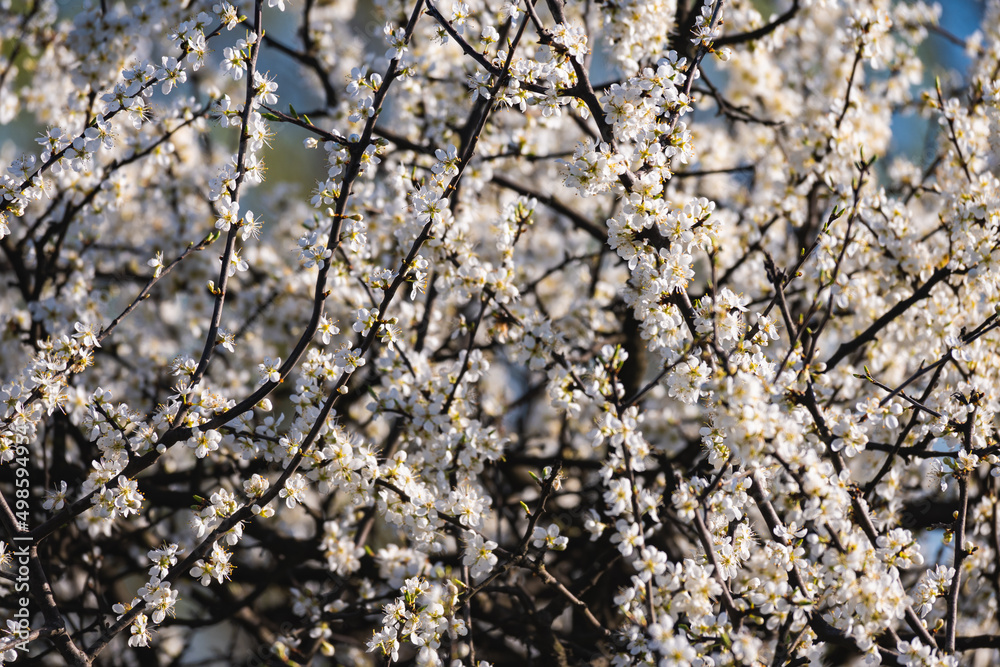 Tree with white flowers. Flowering tree in spring. Tree with white flowers. Flowering tree in spring.