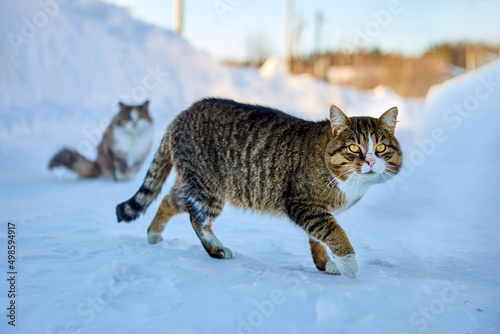 Careful cat is sneaking on snowy road in rural in frozen winter day.