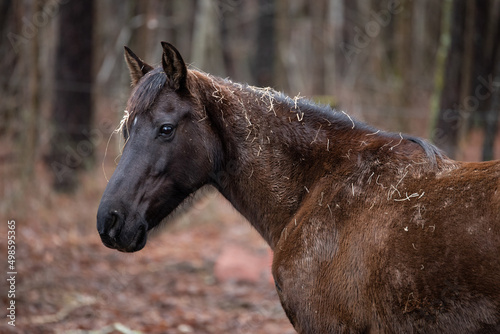 Schilderij op canvas Portrait of a Rocky Mountain Horse standing in the forest with hay on its head d