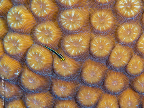Closeup shot of Montastraea coral underwater photo