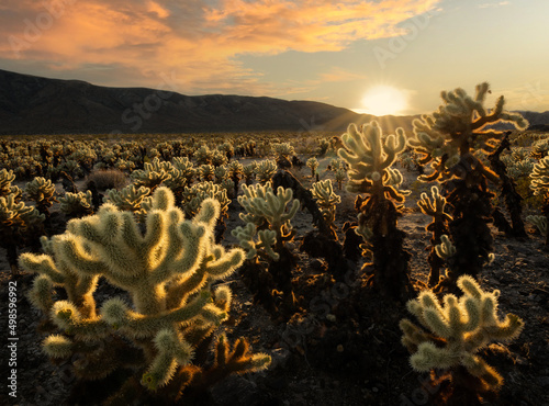 Obraz na plátně Sunset scenery over the cholla cactus garden in Joshua Tree National Park, Calif