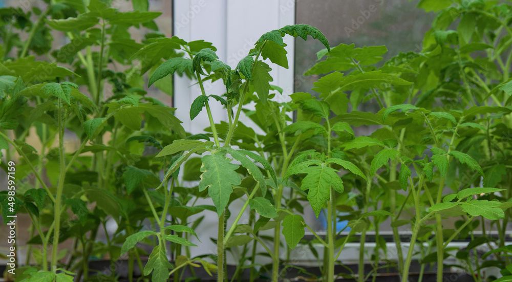 New seedlings of tomatoes grow on the windowsill for planting in the garden