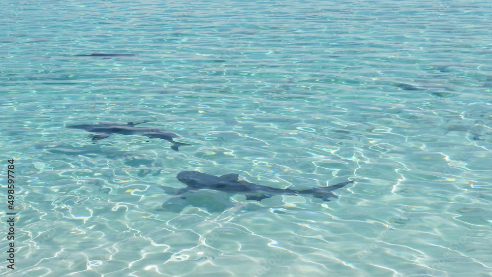 sharks carribean ocean clear water sea
