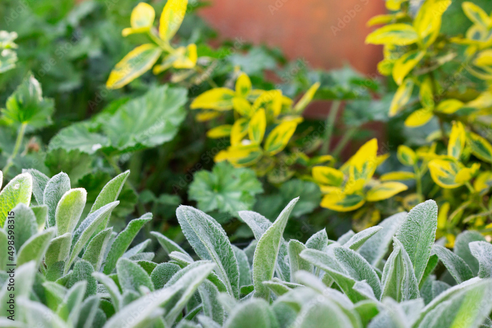 A flower bed in the garden with Stachys, Heuchera and Euonymus.