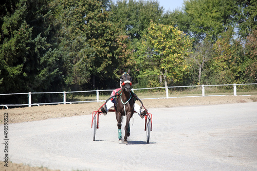 Horse trotter breed in motion harness racing sport