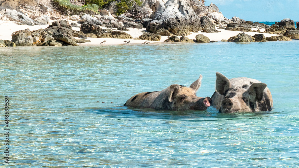 Fototapeta premium pigs water ocean carribean sea