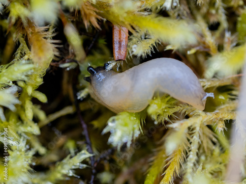 Closeup shot of a slug sitting on a plant photo