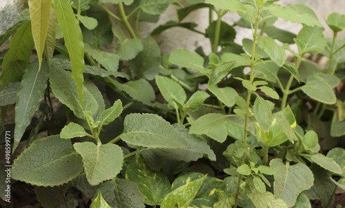 Green karpooravalli leaves background photo