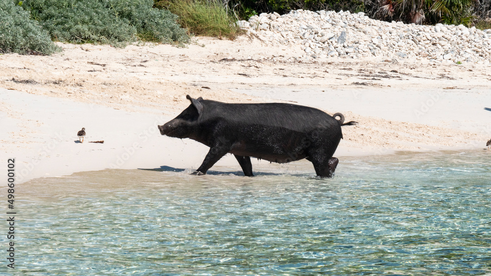 shoreline coastline beach sand pig animal cute shoreline coastline beach sand pig animal cute