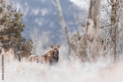 Tablou canvas View of a beautiful moose in a Grand Teton National Park, USA