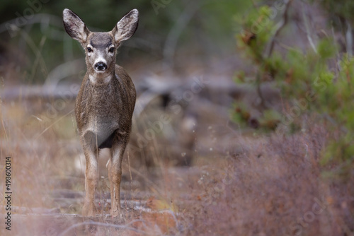 View of a beautiful mule deer in a Grand Teton National Park, USA
