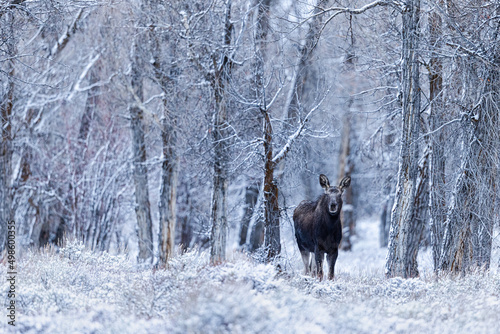 View of a beautiful moose in a Grand Teton National Park, USA
