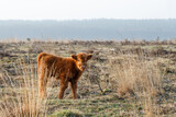 Scottish Higlander or Highland cow cattle (Bos taurus taurus)  walking and grazing in National Park Veluwezoom in the Netherlands.
