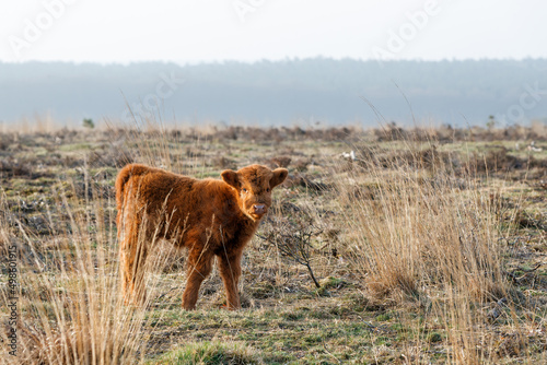 Scottish Higlander or Highland cow cattle (Bos taurus taurus)  walking and grazing in National Park Veluwezoom in the Netherlands. photo