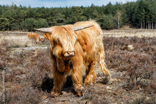 Scottish Higlander or Highland cow cattle (Bos taurus taurus)  walking and grazing in National Park Veluwezoom in the Netherlands. photo