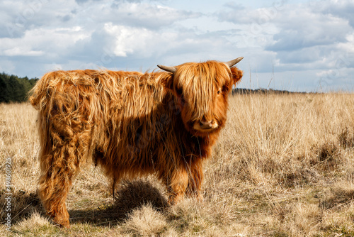 Scottish Higlander or Highland cow cattle (Bos taurus taurus)  walking and grazing in National Park Veluwezoom in the Netherlands. photo