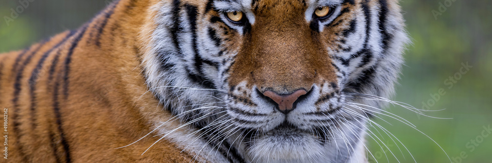 Template of a tiger in the forest