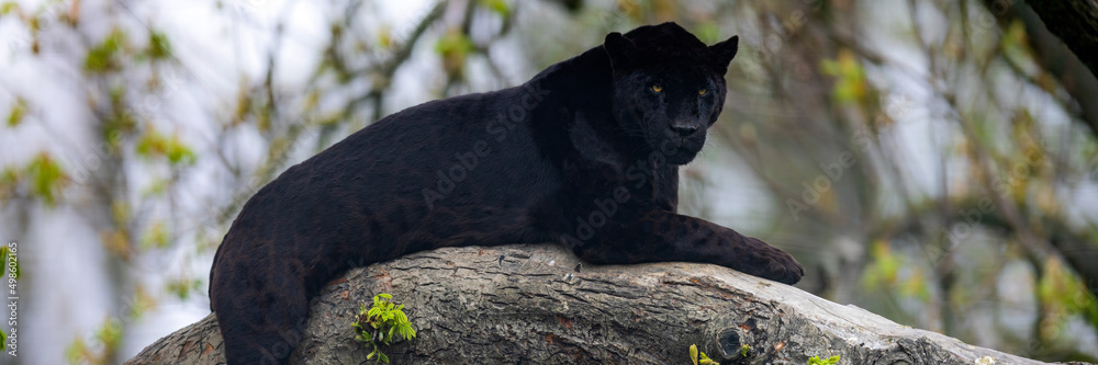 A black jaguar sleeping on the tree
