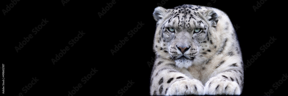 Template of a snow leopard with a black background Template of a snow leopard with a black background