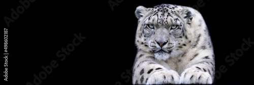 Obraz na płótnie Template of a snow leopard with a black background w salonie