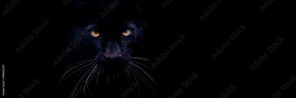 Template of a black panther with a black background
