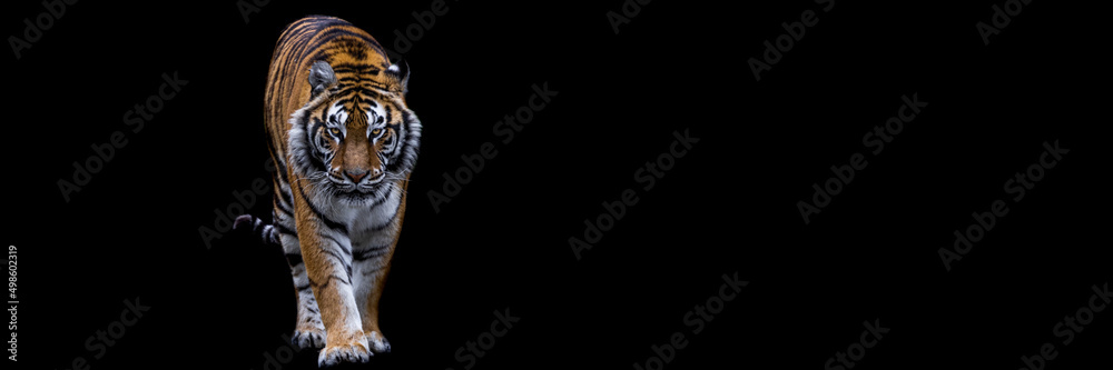 Template of a tiger with a black background