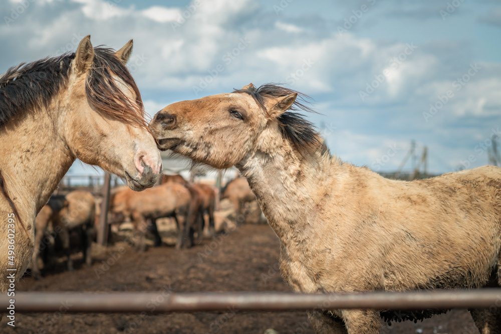 Two horses are playing in a paddock on a sunny day. Two horses are playing in a paddock on a sunny day.