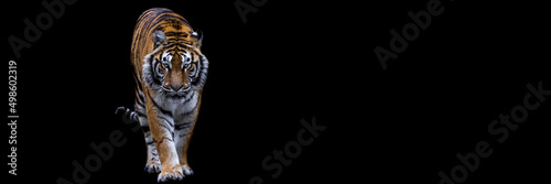 Template of a tiger with a black background