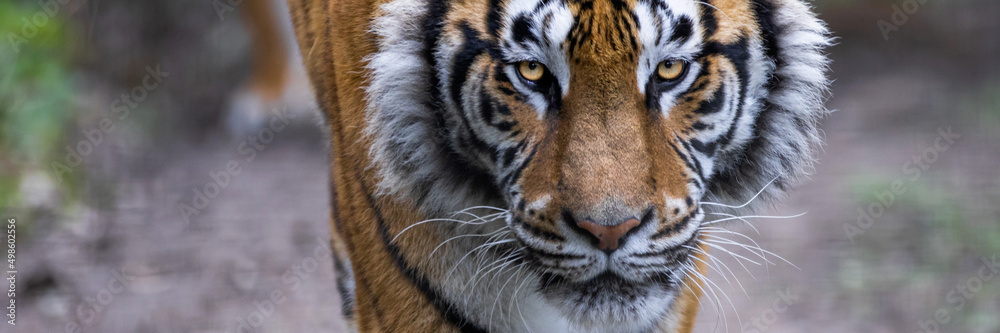 Template of a tiger in the forest