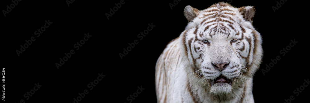 Fototapeta premium Template of a white tiger with a black background