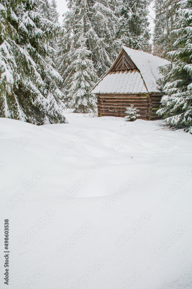 Deep fresh snow and a wooden hut with a small spruce tree in a spruce forest Deep fresh snow and a wooden hut with a small spruce tree in a spruce forest